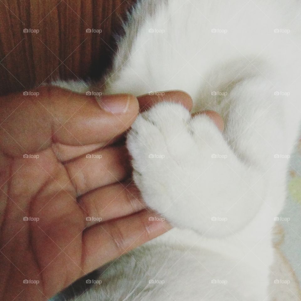 Paw cat