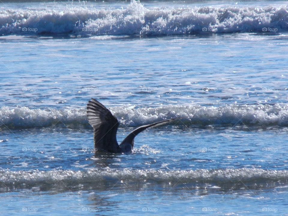 sea gull looking for fish