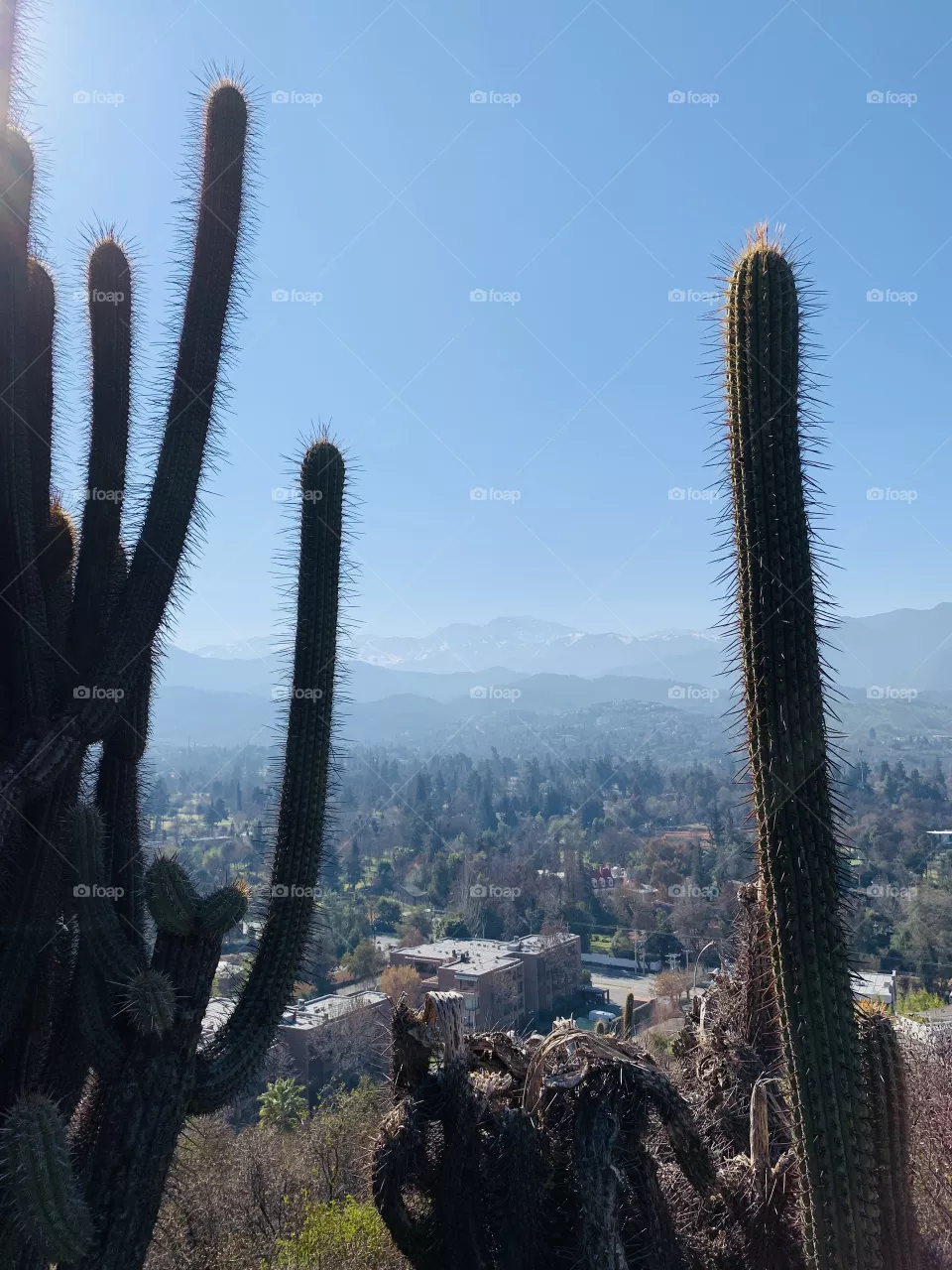 Cactus feliz