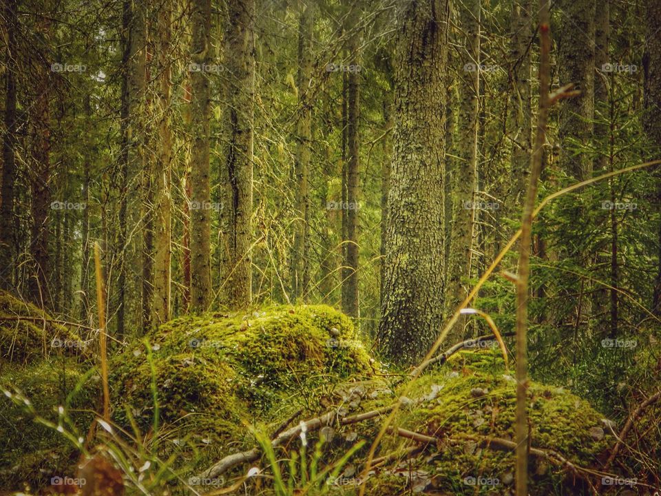 Depression forest