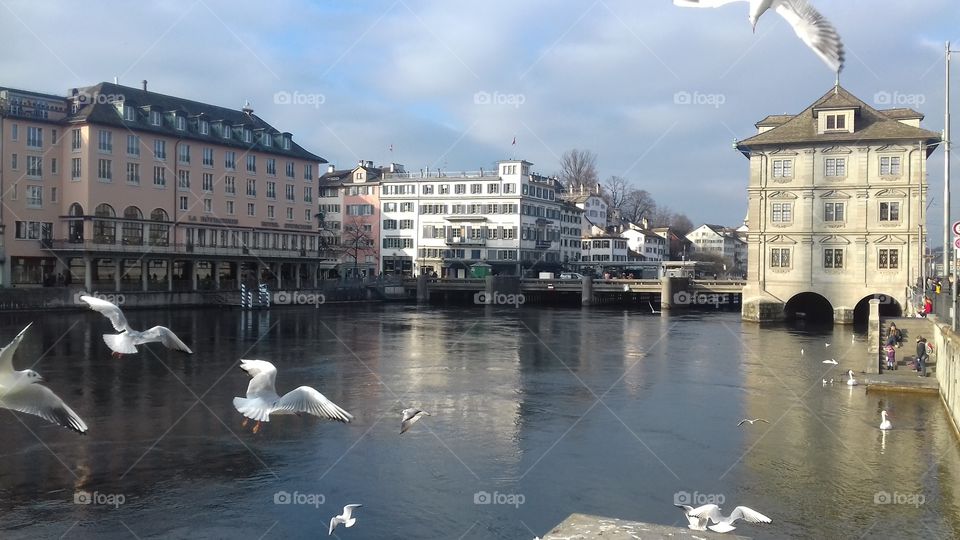 Beautiful Zurich and his gulls 