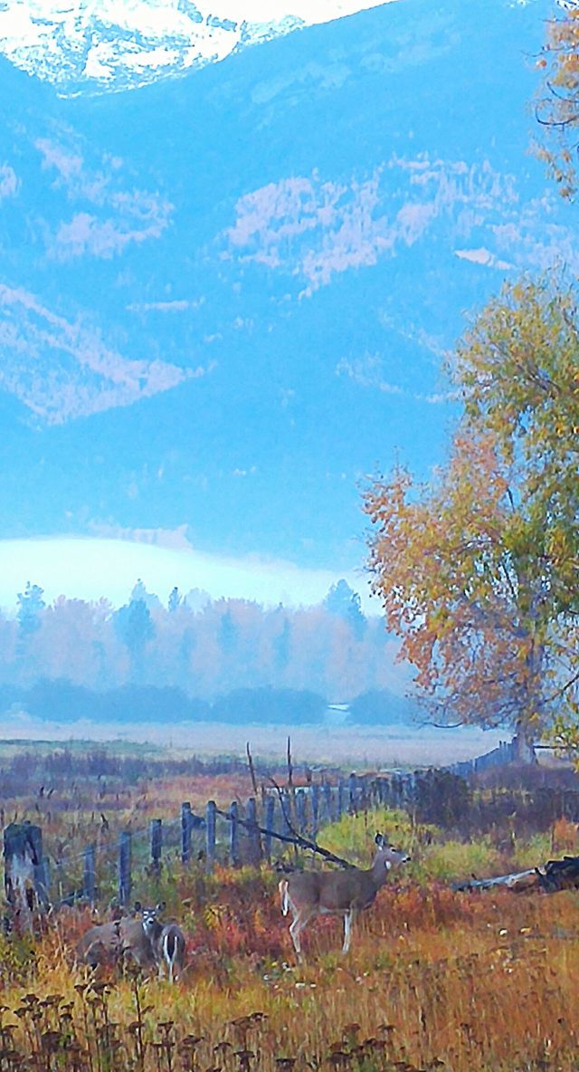 fall scene in Montana