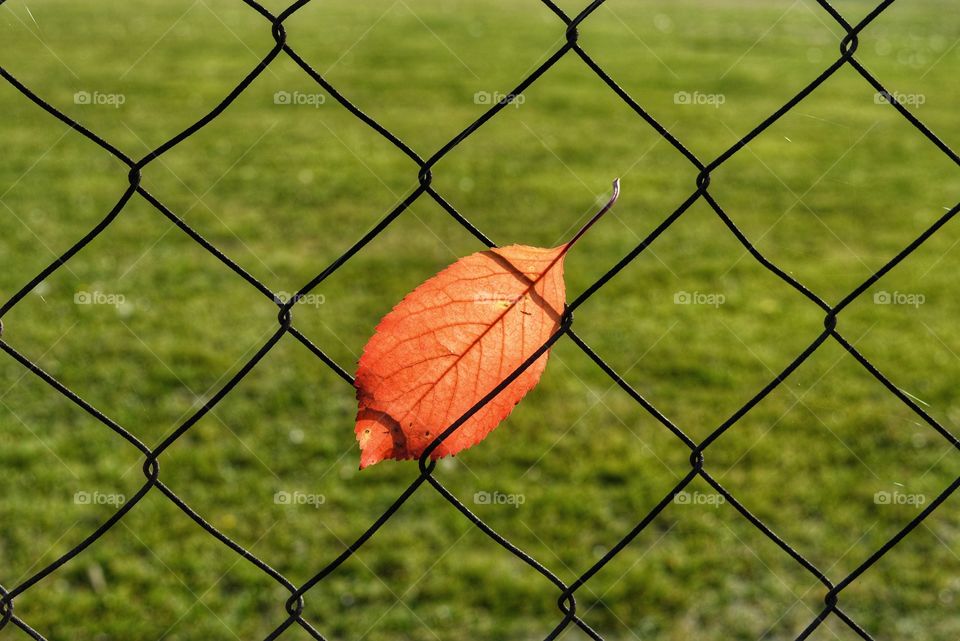 Fence, Wire, No Person, Barbed Wire, Cage