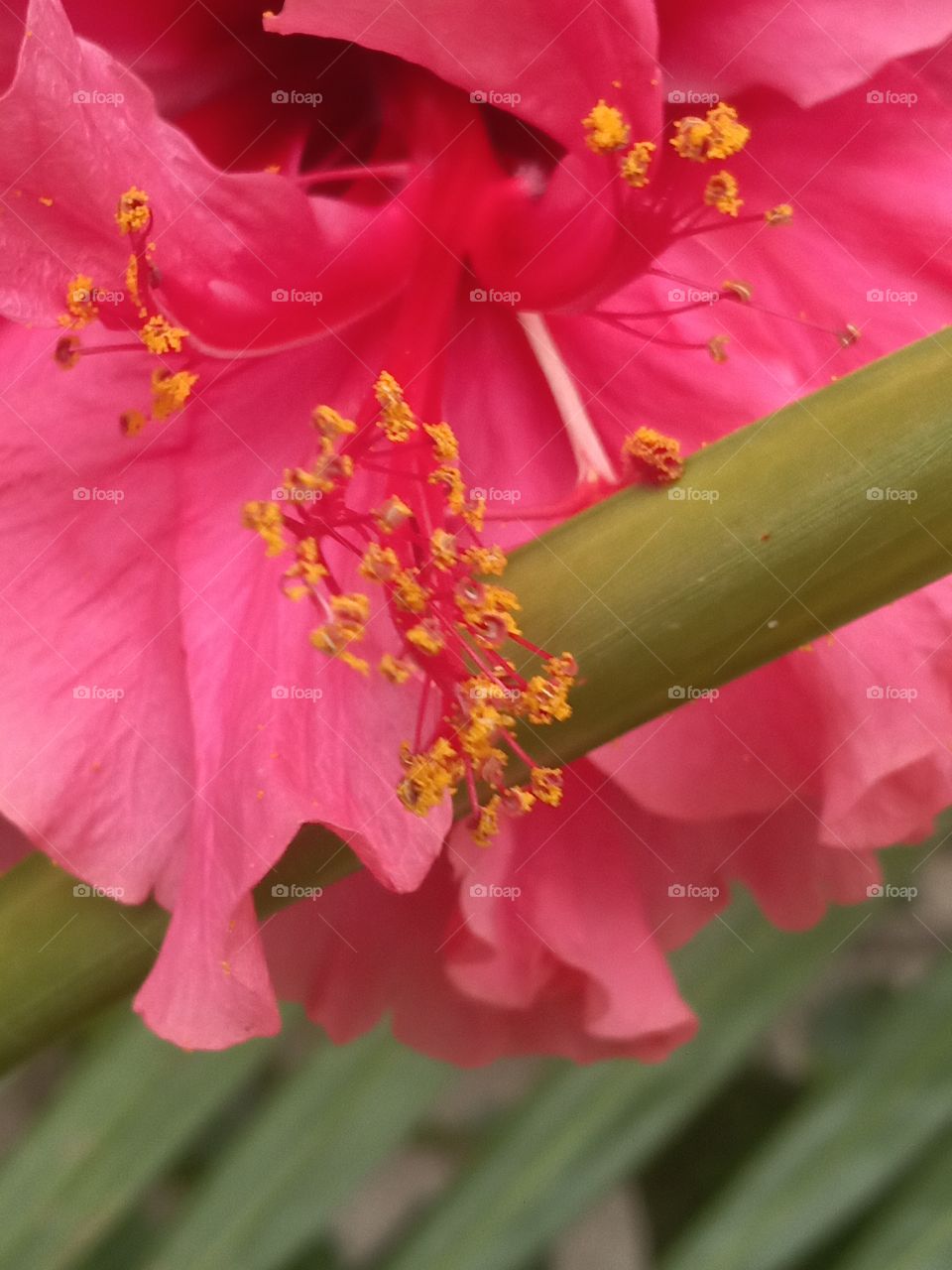 pierced by a blade of palm