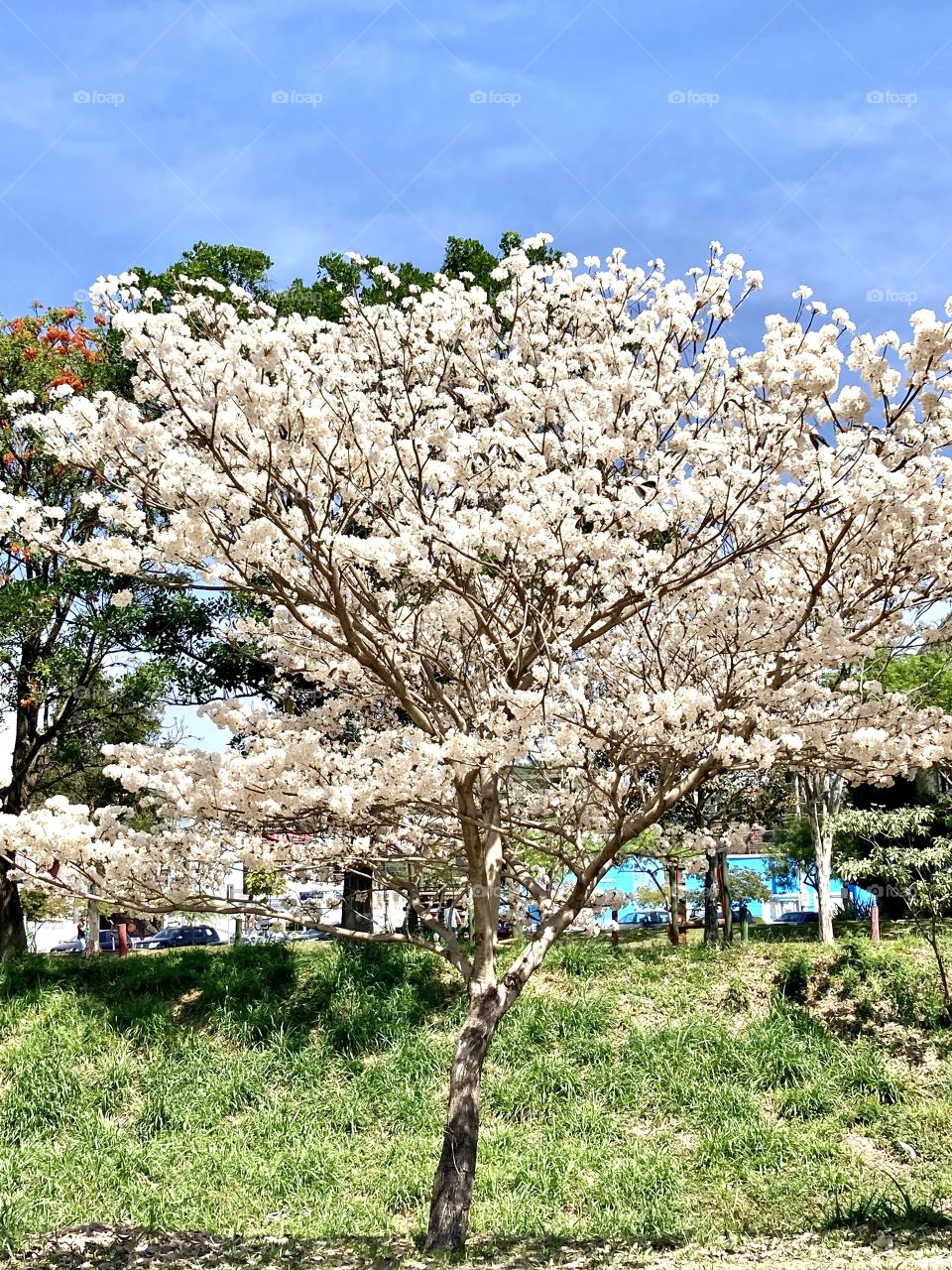 🌹 🇺🇸 Very beautiful flowers to brighten our day.  Live nature and its beauty. Did you like the delicate petals? / 🇧🇷 Flores muito bonitas para alegrar nosso dia. Viva a natureza e sua beleza. Gostaram das pétalas delicadas? 