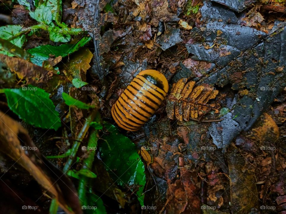 Cubaris sp. Isopods protect themselves on the ground in the tropical rain forest