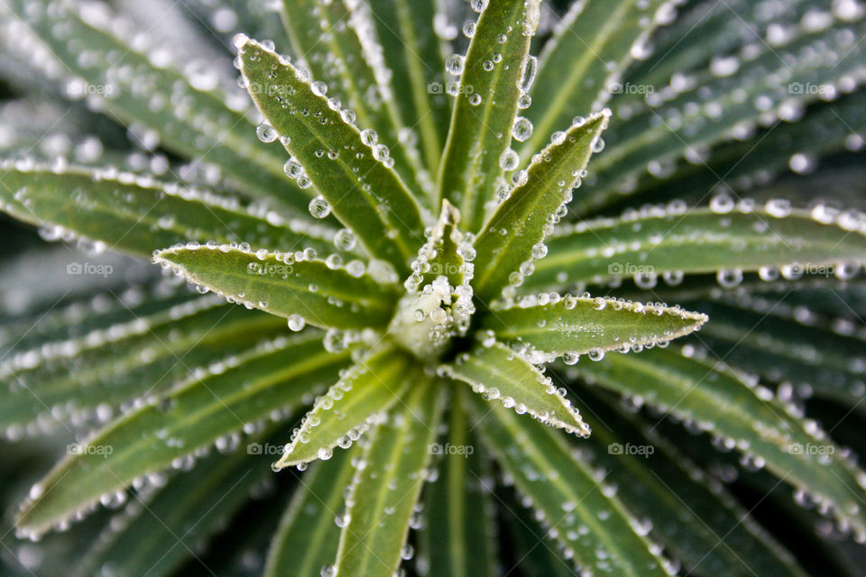 Green plant white dew drops