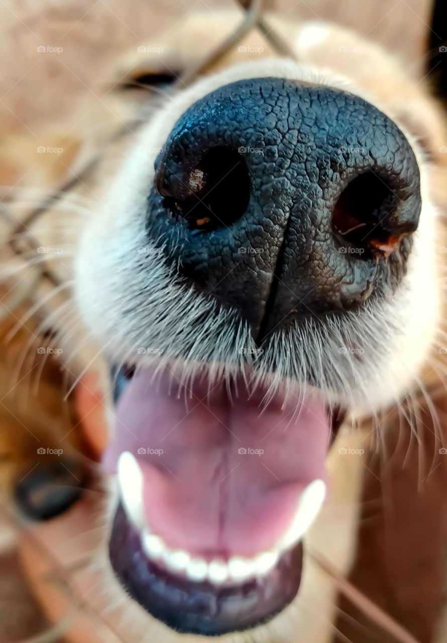 Dog Nose
