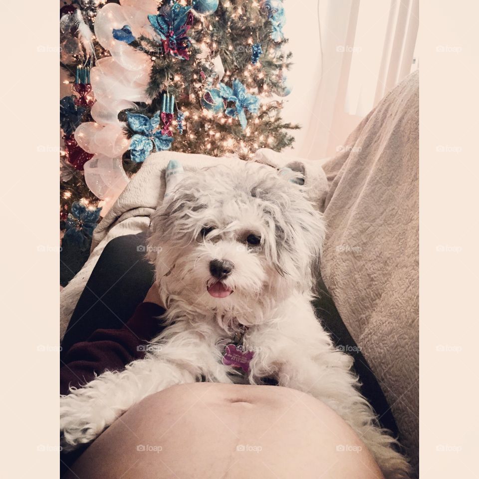 Christmas pregnancy. Doggie and belly 
