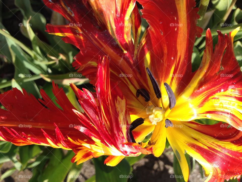 Fiery. A bursting flame colored tulip in the beautiful spring sunlight.