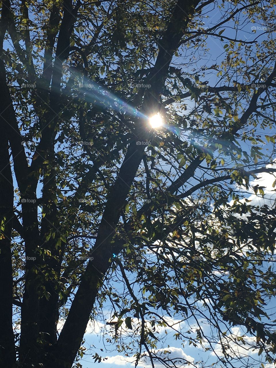 Sun through the tree