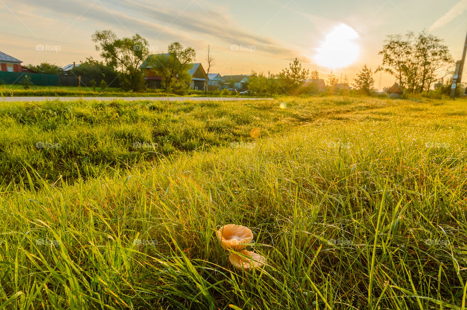 Landscape rural with mushrooms in the sunlight, sunrise