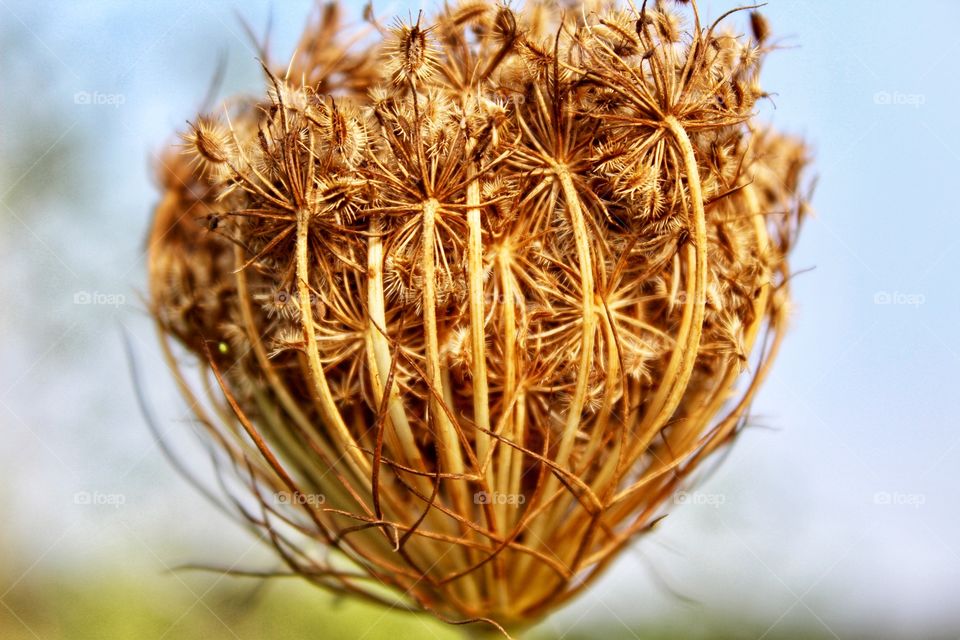 Dried wild flower. 