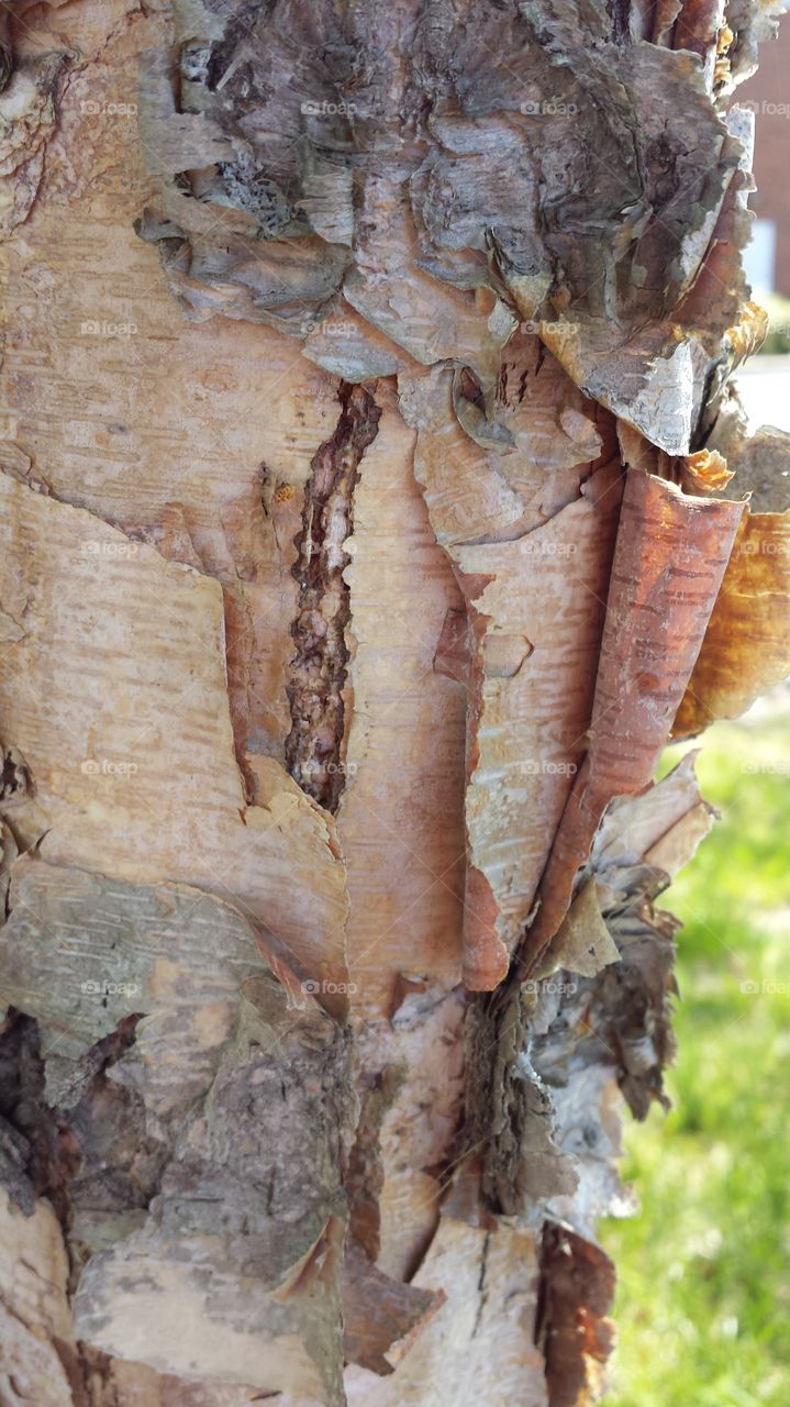 curly tree bark. tree