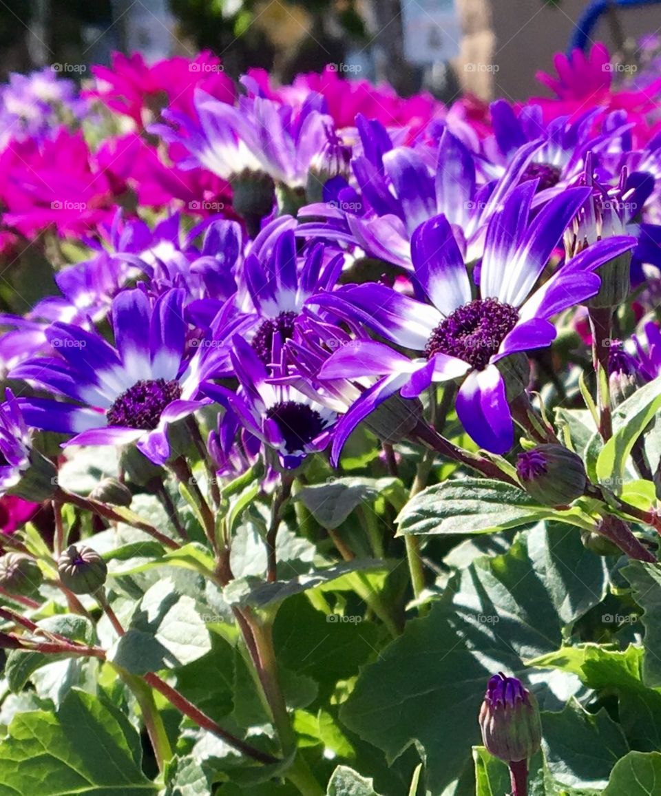 Purple & white flowers 