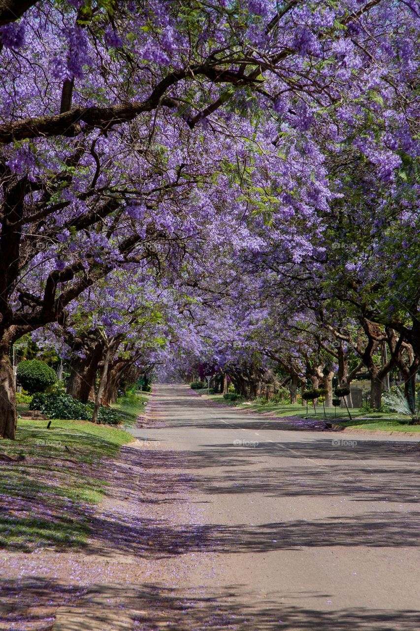 Purple jacarandas 