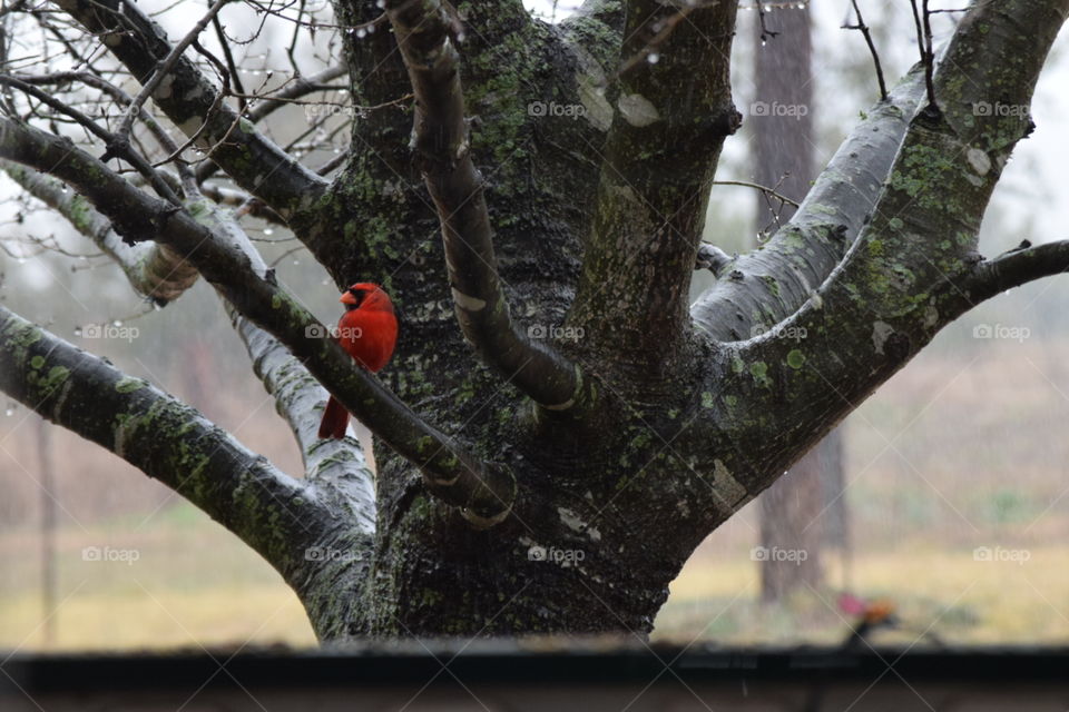 Cardinal Name Piglet. this little guy likes to hang around my house
