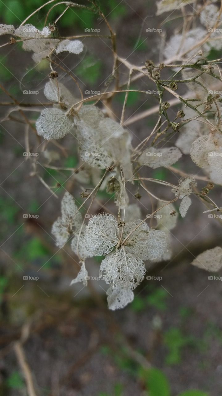 old leaves