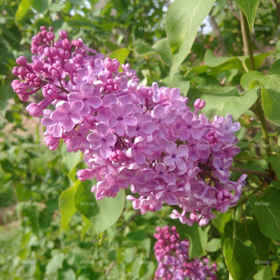 five petals of lilac