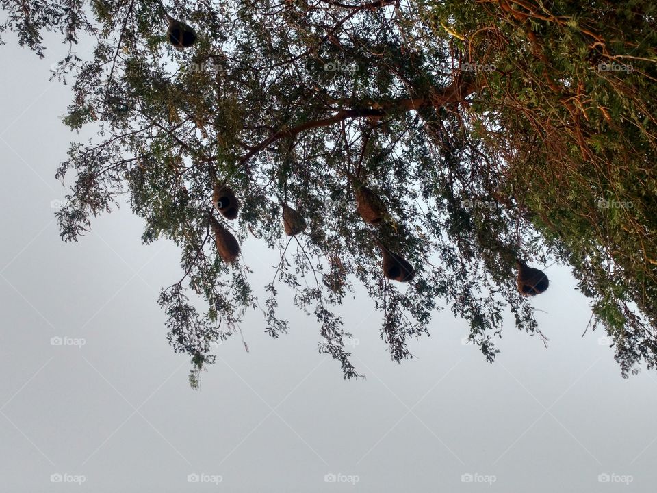 Tailor-Bird's nests on the tree