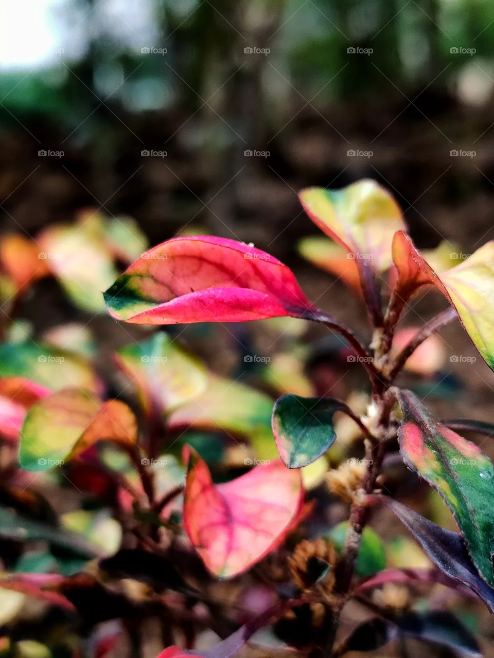 portrait of a plant