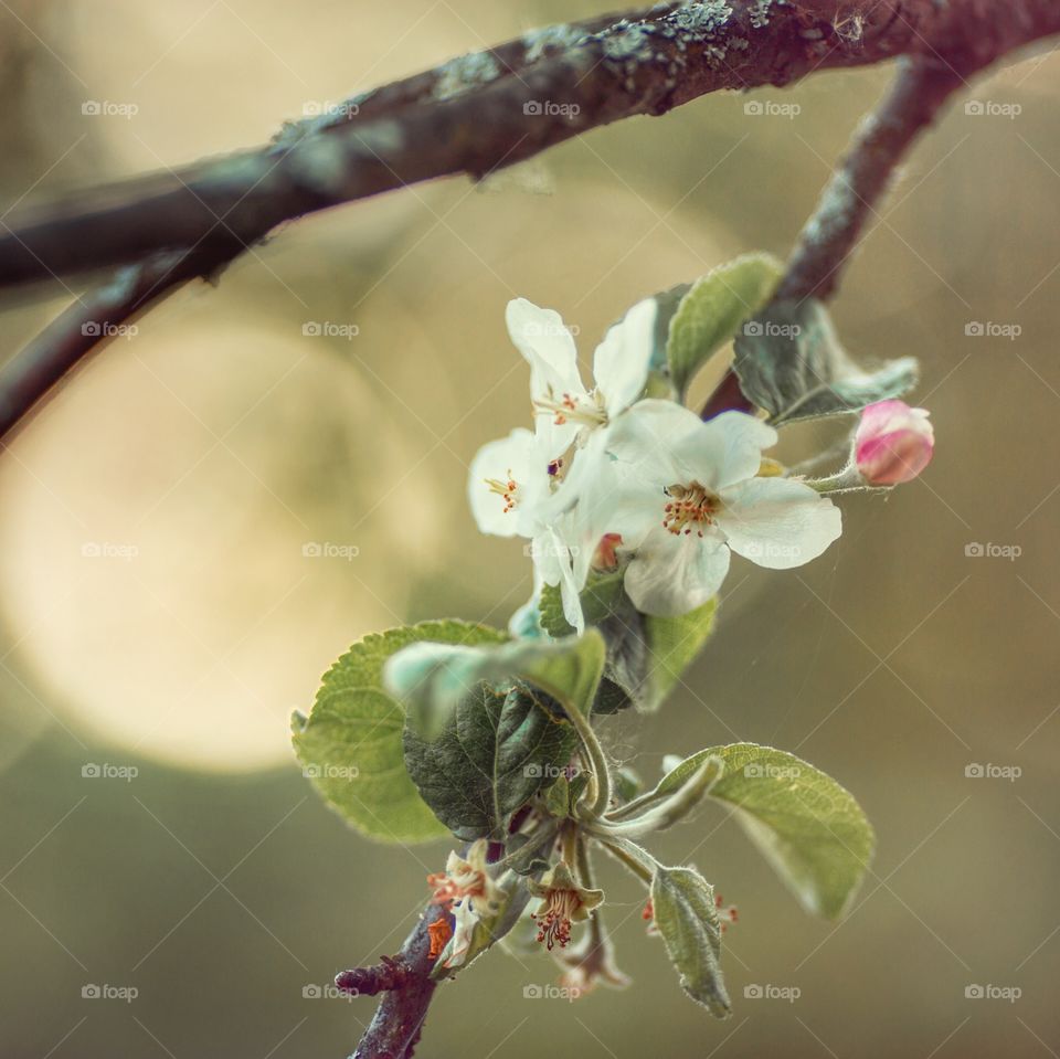 Apple flowers on sunset