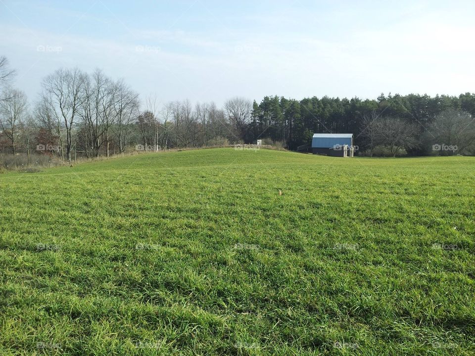 Green hay field on a small farm 