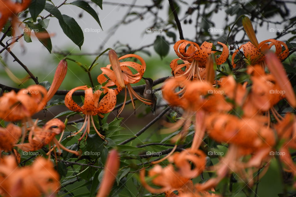 flying hummingbird amongst lili