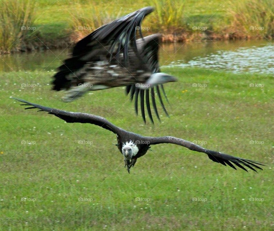 Flying vultures