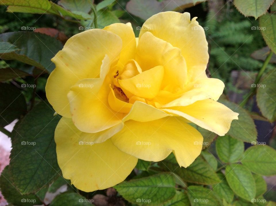 Yellow Rose in bloom