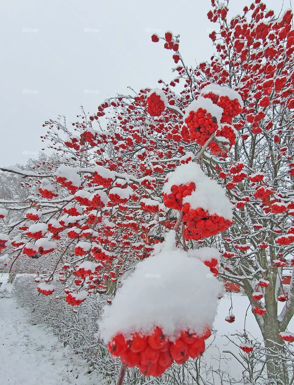 frosty