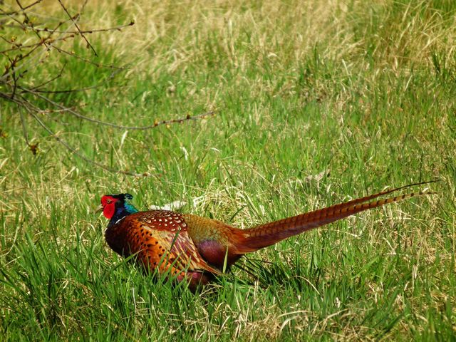bird