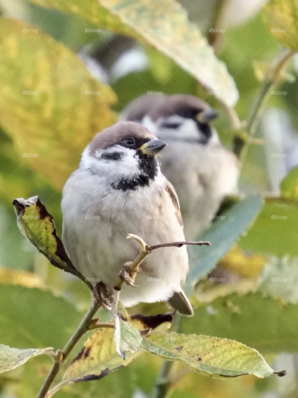 Sparrows