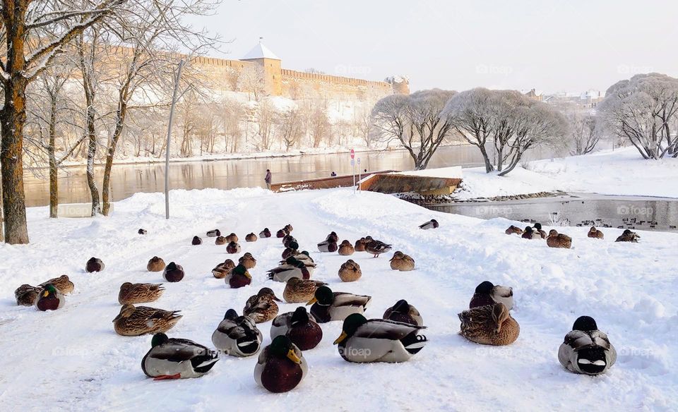 Winter day❄️🦆❄️🦆❄️