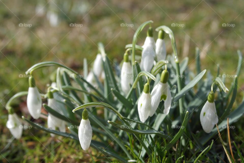 Snowdrops in sunny morning after the rain 