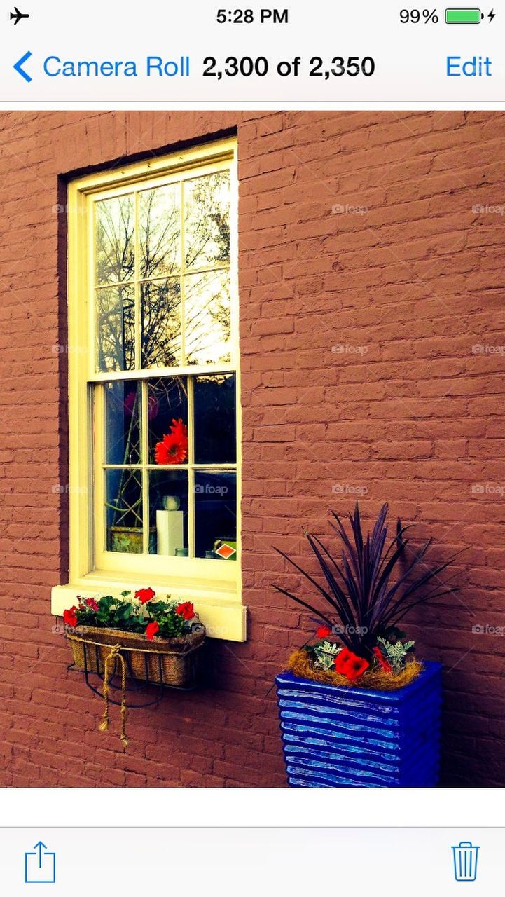 Flowers by window