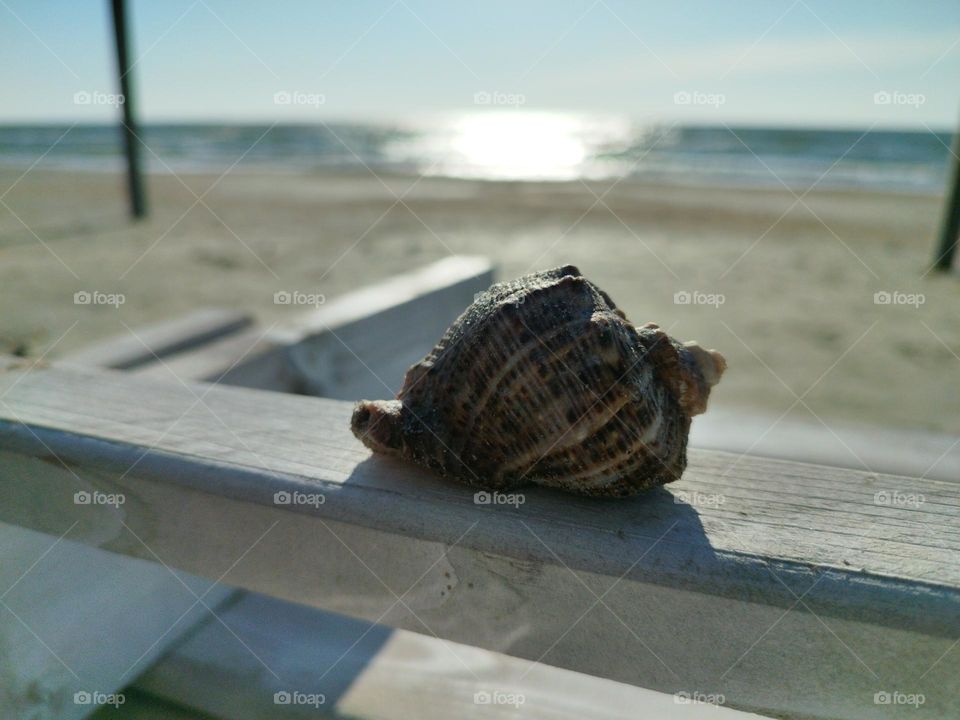 Seashell ar the beach