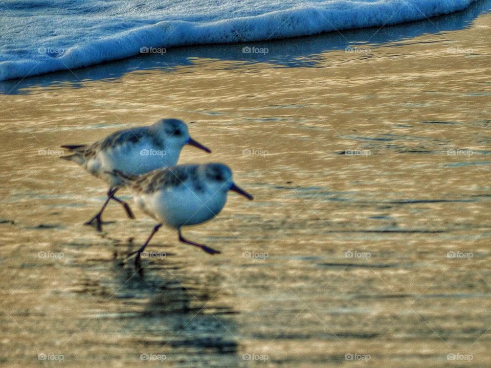 Snowy Plovers At Sunset