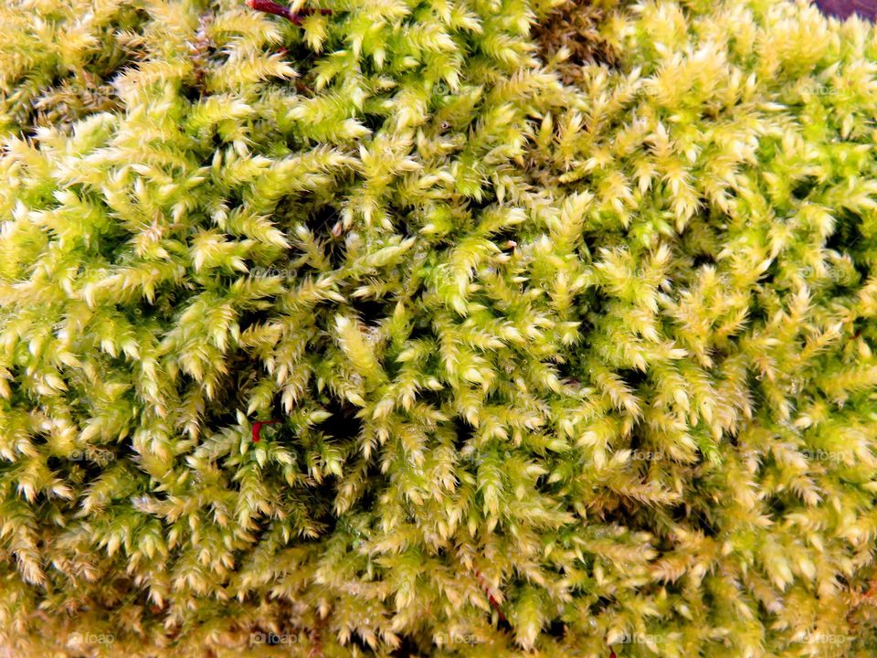 moss closeup