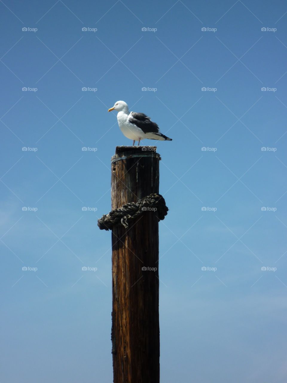 Seagull perching on pylon