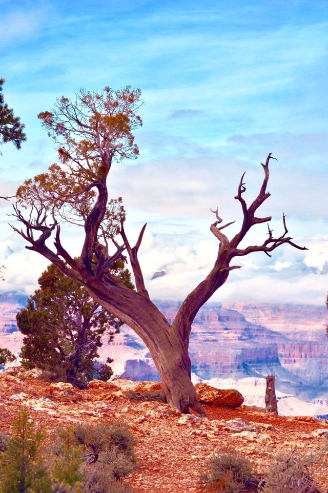 Desert Tree