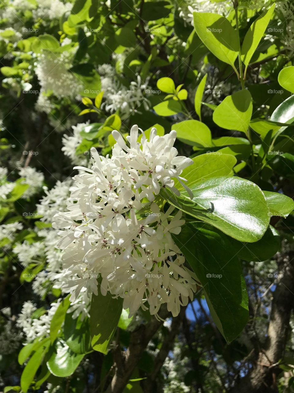 Bright sunny shot of white flowers in spring in natural lighting. 