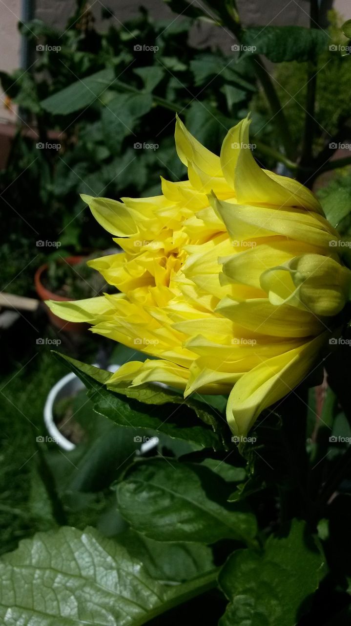 dahlias2014