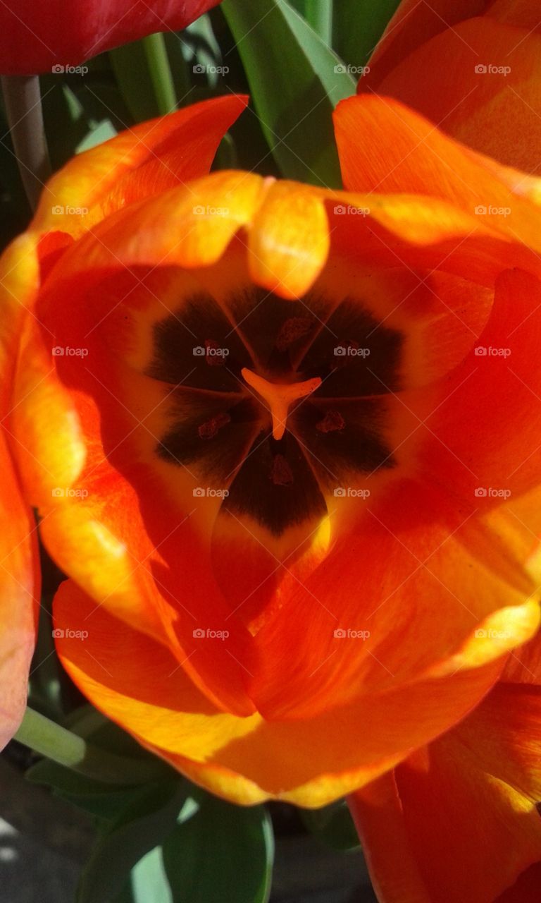 Internal Tulip