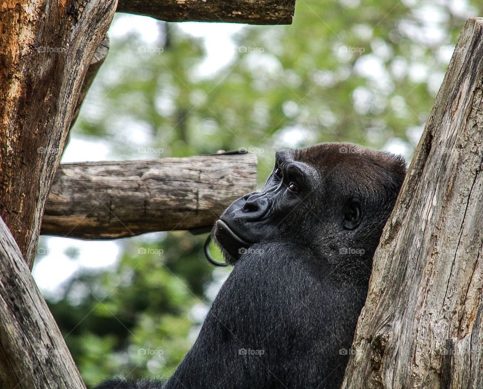 Gorilla