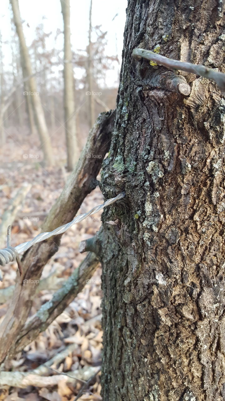tree growing around wire