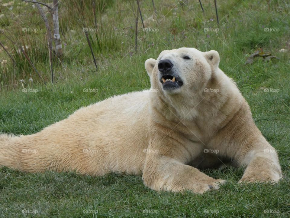 A close up of a polar bear 