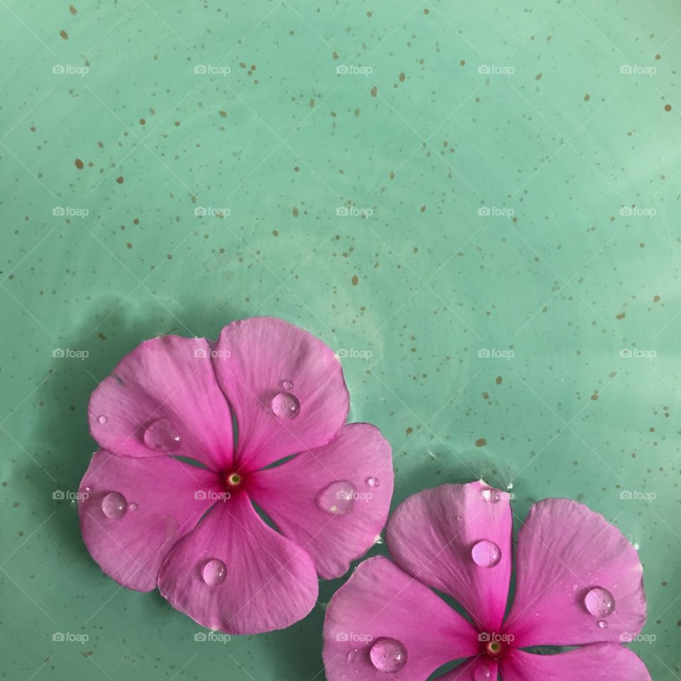 Flower,flowers,petals,contrast,color,pink,clash of colour,green,pastel