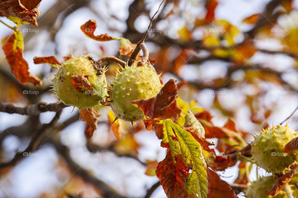 Chestnut