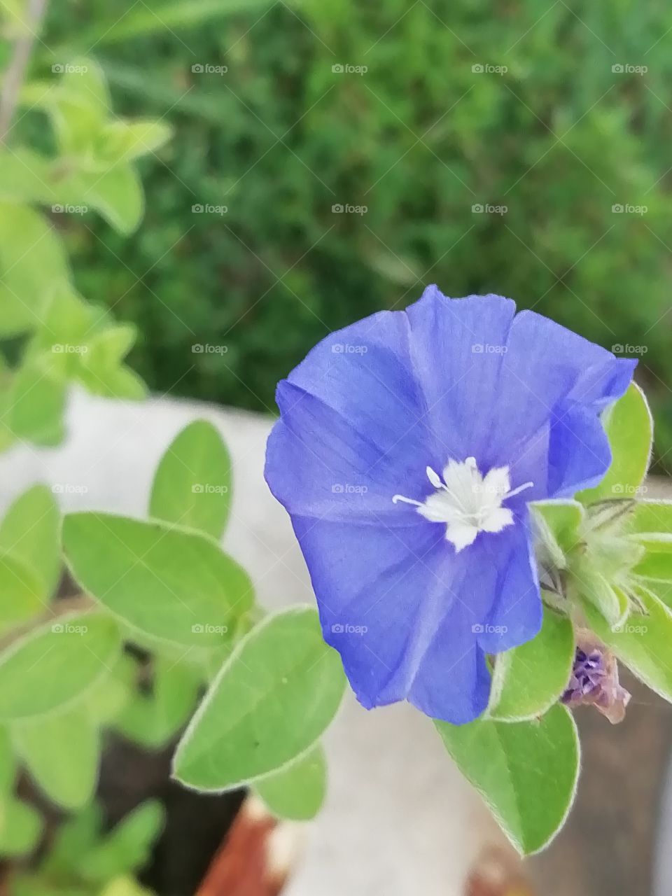 This flower at my garden.. Pretty little fella